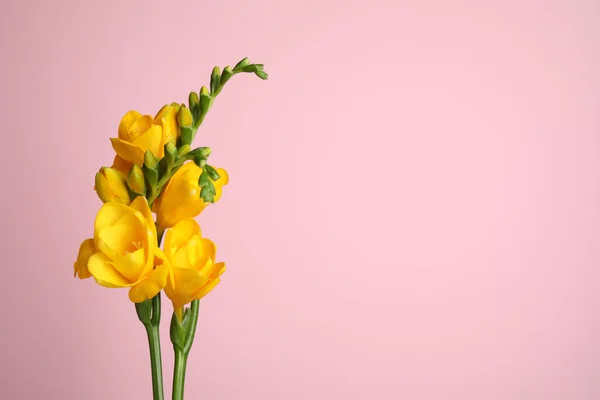 Bellissimi Fiori Fresia Gialli Sfondo Rosa Spazio Testo — Foto Stock