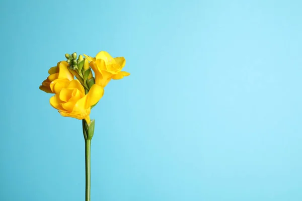Beautiful Blooming Yellow Freesia Light Blue Background Space Text — Stock Photo, Image