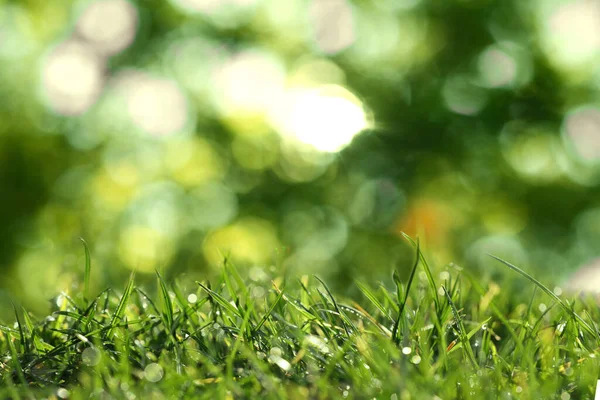 Beautiful Green Grass Morning Dew Sunny Day Bokeh Effect — Stockfoto