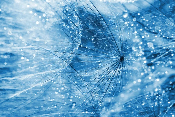 Beautiful Fluffy Dandelion Flower Water Drops Background Closeup Blue Tone — Zdjęcie stockowe