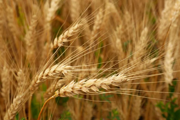 Beautiful ripe wheat spikes in agricultural field