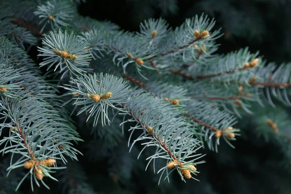 Beautiful Branches Coniferous Tree Closeup View — Stok fotoğraf