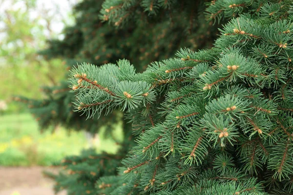 Beautiful Branches Coniferous Tree Closeup View — Stock Fotó