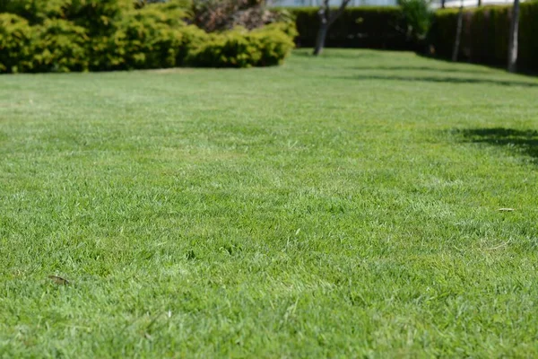 Lawn Bright Green Grass Shrubs Sunny Day — Foto de Stock