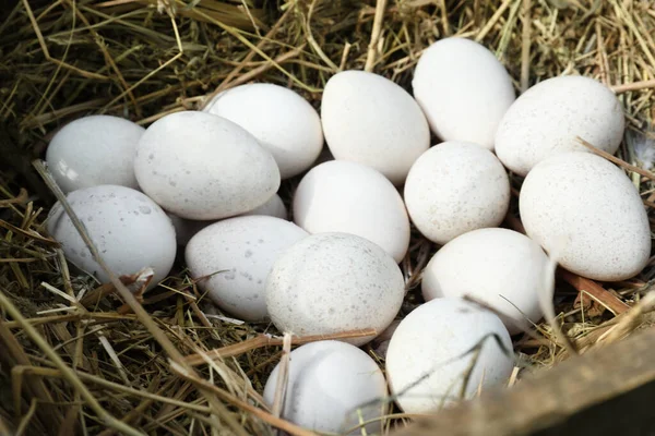 Pile White Turkey Eggs Nest Closeup — Stockfoto