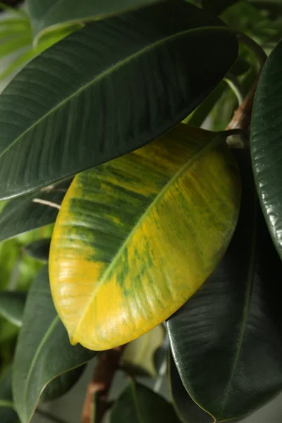 葉の軽い病気を持つ植物 クローズアップビュー — ストック写真