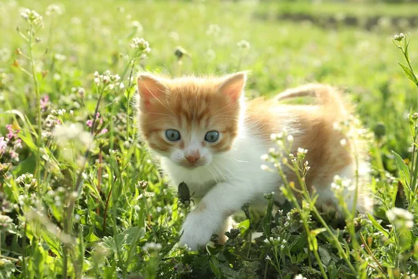 Cute Red White Kitten Green Grass Outdoors Baby Animal — 图库照片