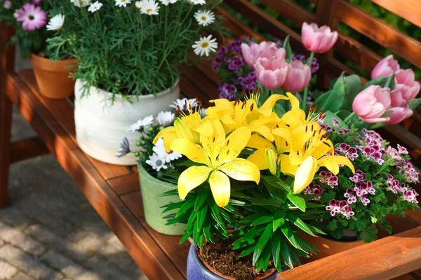 Many Different Beautiful Blooming Plants Flowerpots Wooden Bench Outdoors — 스톡 사진