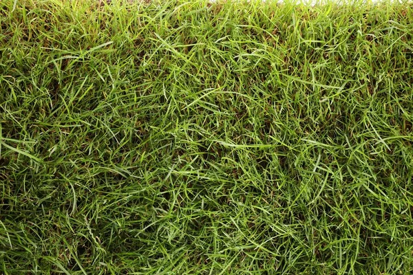 Beautiful Lush Green Grass Background Top View — Stock Photo, Image