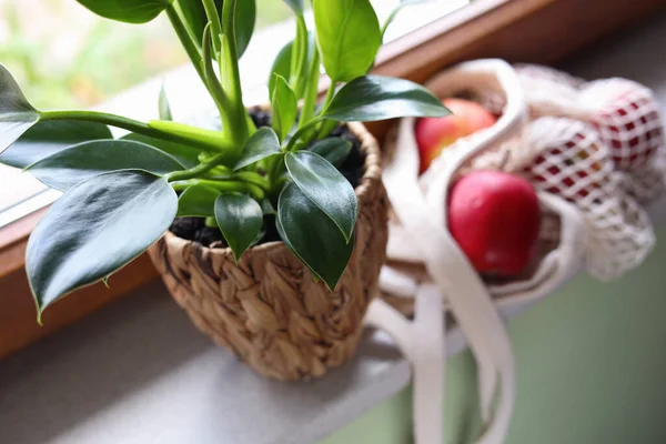 Beautiful Green Houseplant Pot Mesh Bag Apples Windowsill Closeup — Stock Photo, Image