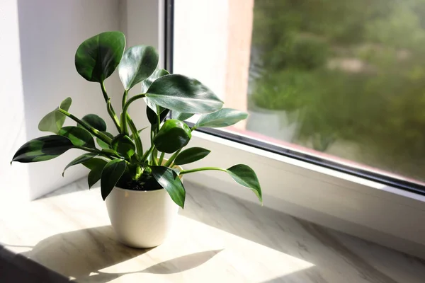Beautiful Houseplant Green Leaves Pot White Window Sill Indoors Space — Stockfoto