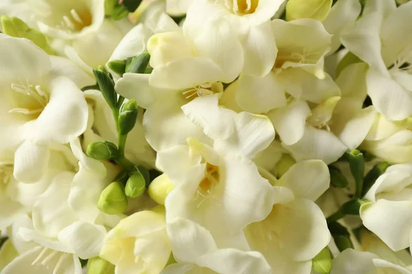 Вид Крупным Планом Красивые Белые Цветы Фрезии — стоковое фото