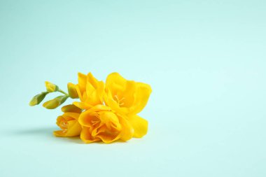 Açık mavi arka planda güzel sarı frezyalar. Metin için boşluk