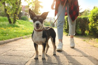 Parkta sevimli köpeğini gezdiren kadın, yakın plan.
