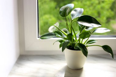 Beautiful houseplant with green leaves in pot on white window sill indoors, space for text