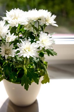Beautiful potted chrysanthemum flowers on white window sill indoors, closeup
