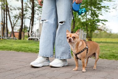 Sahibi parkta Chihuahua köpeğiyle yürüyor, yakın plan.