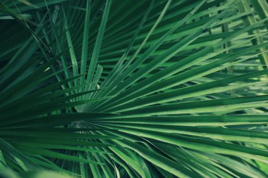 Beautiful green tropical leaves outdoors, closeup view