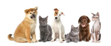 Cute dogs and cats on white background. Banner design