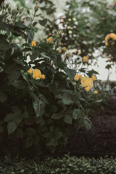 Bushes with beautiful roses outdoors on summer day