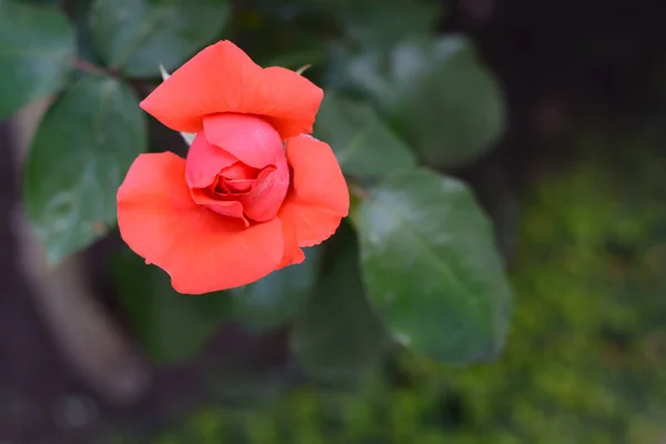 Beautiful Coral Rose Flower Blooming Outdoors Closeup Space Text —  Fotos de Stock