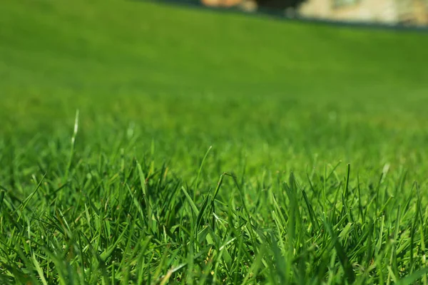 Fresh Green Grass Outdoors Spring Day Closeup View — Stockfoto