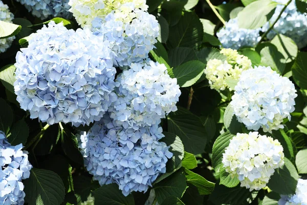 Beautiful Hortensia Flowers Growing Park Sunny Day Closeup — Fotografia de Stock