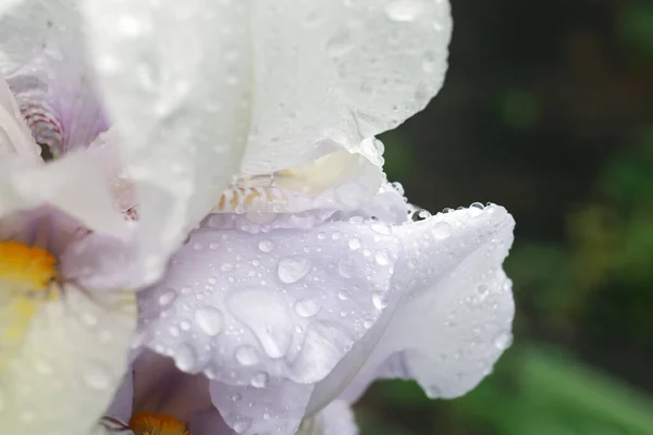 Beautiful White Iris Flower Dew Drops Outdoors Closeup — Stok Foto