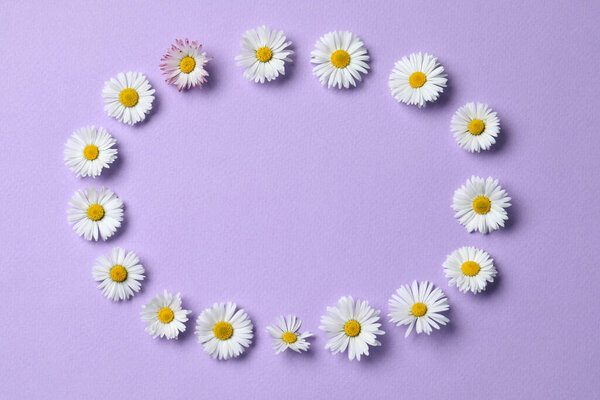 Frame of daisy flowers on lilac background, flat lay. Space for text