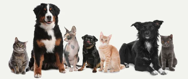 Cute Dogs Cats White Background Banner Design — Foto de Stock