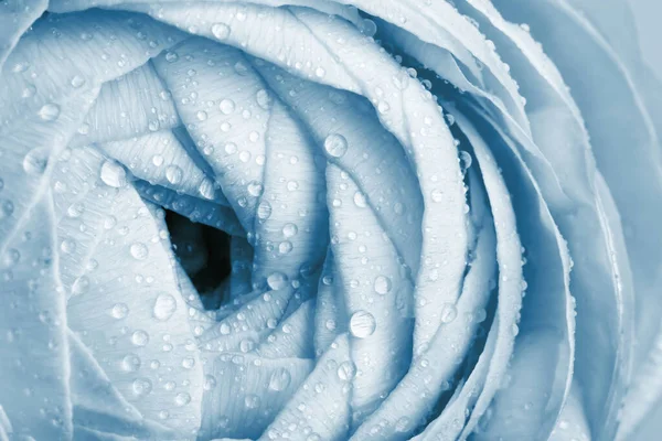 Closeup Άποψη Του Όμορφου Γαλάζιο Ranunculus Λουλούδι Σταγόνες Νερού — Φωτογραφία Αρχείου