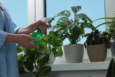 Woman spraying beautiful houseplants near window at home, closeup