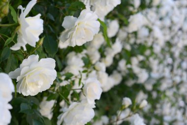 Güzel açan gül çalıları, yakın çekim manzarası.