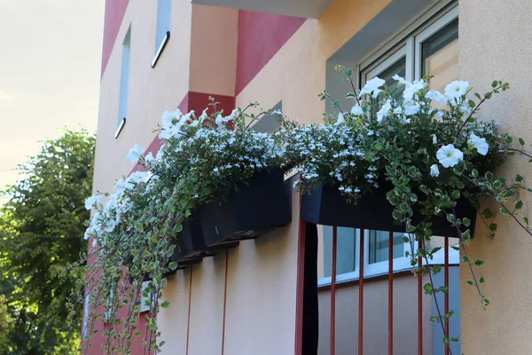 Balcony Decorated Beautiful Blooming Potted Plants — 스톡 사진