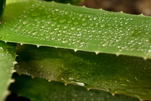 Beautiful Green Aloe Vera Plant Water Drops Closeup — Stockfoto