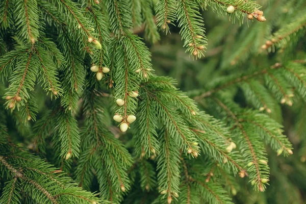 Groene Takken Van Prachtige Naaldboom Met Kleine Kegels Buiten Close — Stockfoto