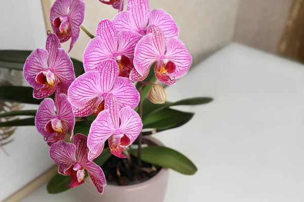 Beautiful Pink Orchid Flower White Table Closeup Space Text — Stock Photo, Image