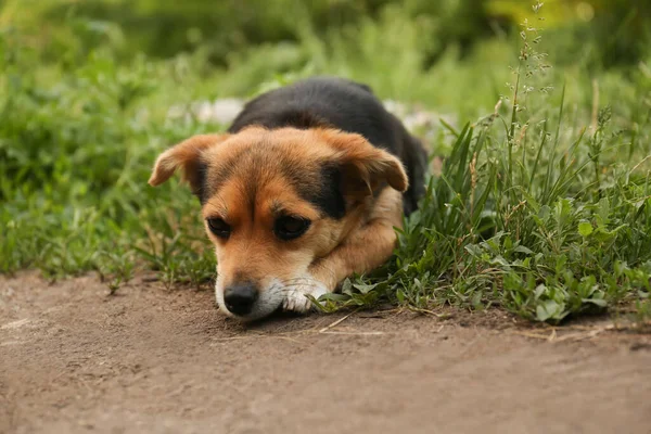 Cute Dog Lying Green Grass Outdoors — Fotografia de Stock