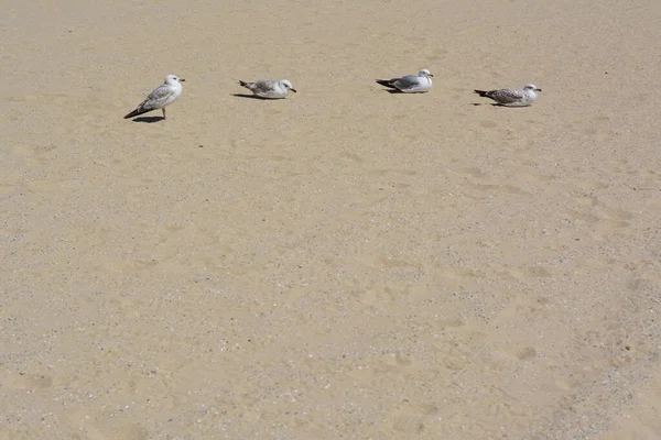 Sandy Beach Seagulls Sunny Day — Fotografia de Stock