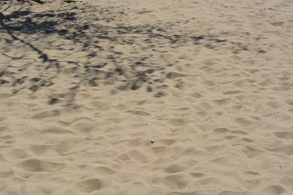 Shadow Tree Beach Sand Sunny Day — 스톡 사진