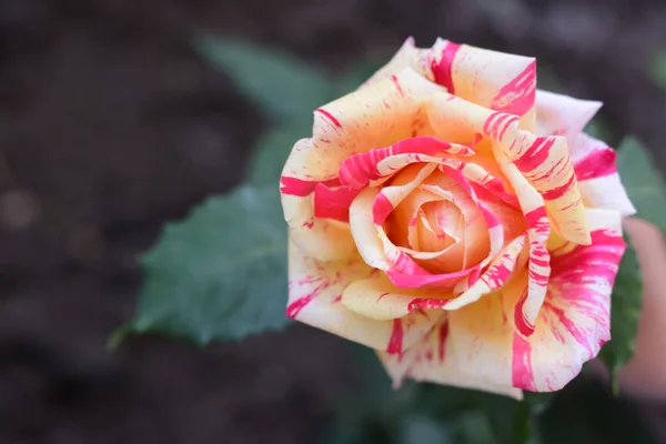 Beautiful Rose Flower Blooming Outdoors Closeup Space Text — Foto de Stock