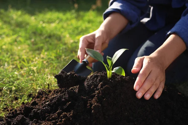 Woman Planting Tree Seedling Fertile Soil Closeup Space Text — Zdjęcie stockowe