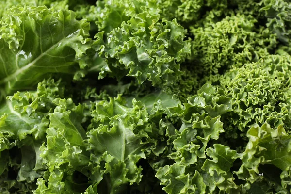 Fresh Wet Kale Leaves Background Closeup — 스톡 사진
