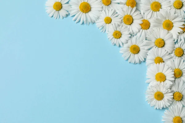 Many Beautiful Daisy Flowers Light Blue Background Flat Lay Space — Stock Photo, Image