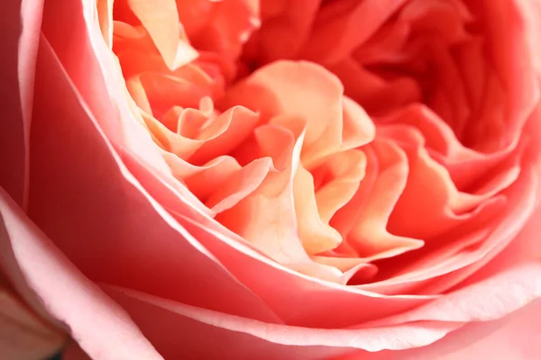 Vista Primer Plano Hermosa Rosa Flor Como Fondo Decoración Floral —  Fotos de Stock