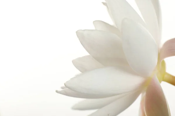 Indah Mekar Bunga Teratai Pada Latar Belakang Putih Closeup — Stok Foto