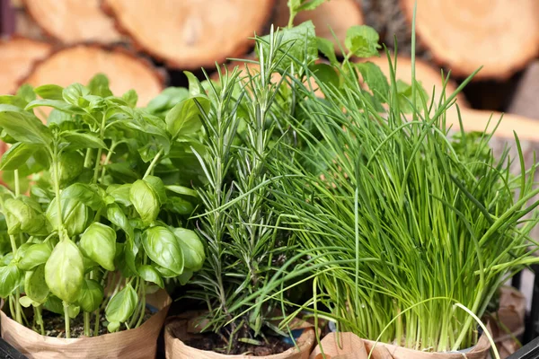 Different Aromatic Potted Herbs Blurred Background Closeup — Stock fotografie