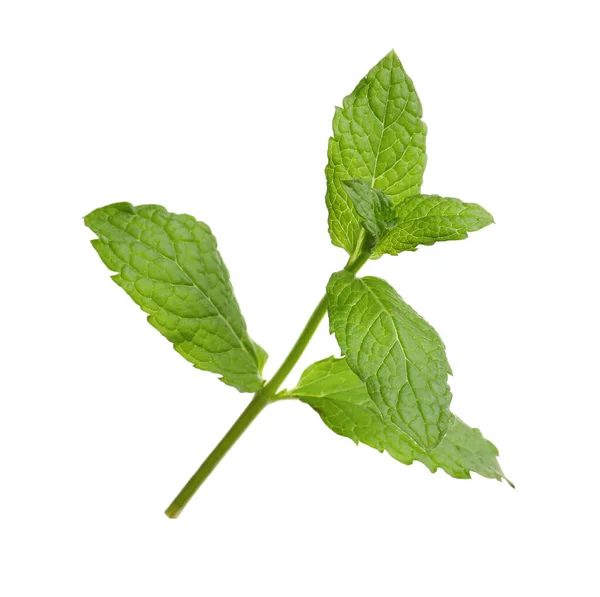 Aromatic Green Mint Sprig Isolated White Fresh Herb — Foto de Stock