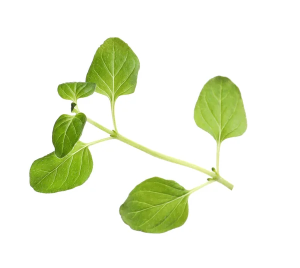 Aromatic Green Marjoram Sprig Isolated White Fresh Herb — Stock Fotó