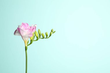 Açık mavi arka planda güzel açan pembe frezya. Metin için boşluk